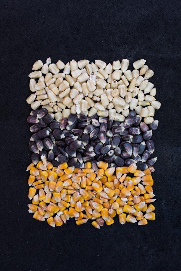 corn variety