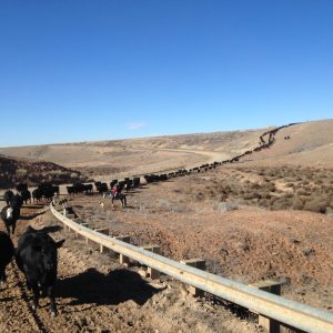 Bow & Arrow : Cattle