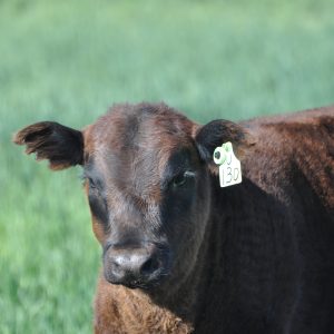 BOW & ARROW : Cattle