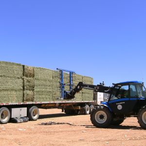 Bow & Arrow : Alfalfa Hay